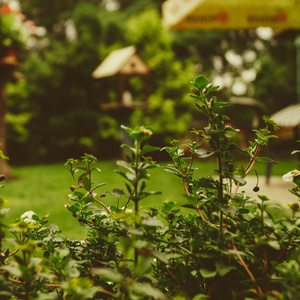 Jardinage, bricolage et surveillance
