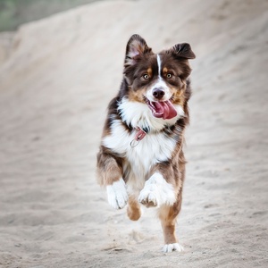 Garde ou promenade de votre animal domestique